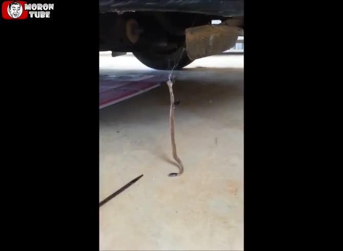 Video :A snake gets caught in a spider's web